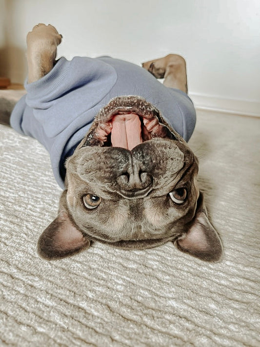 Supporting Chicago French Bulldog Rescue: Guapo’s Birthday Fundraiser product of the month- POOP LOOP™